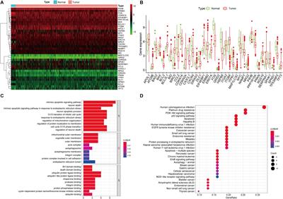 Significant Prognostic Value of the Autophagy-Related Gene P4HB in Bladder Urothelial Carcinoma